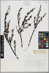 Foto von Salix hegetschweileri Heer